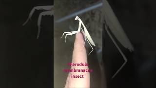 Hierodula membranacea insect is moving towards the flash light of mobile [upl. by Ancelin]