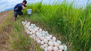 top full videos  pick a lot of duck eggs under grass at field near the village by hand a farmer [upl. by Esilehs842]