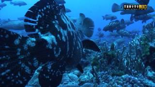 Tetamanu Fakarava  Plongée sousmarine  Scuba diving [upl. by Rabbi]