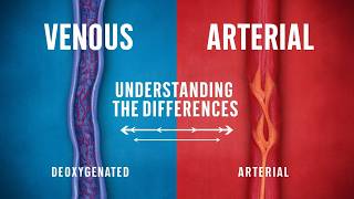 Master Blood Vessels in 5 Minutes The Simple Trick to Understanding Arterial and Venous [upl. by Marnia889]