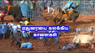 மதுரையை கலக்கி எடுத்த காளைகள்  alanganallur puthupatti jallikattu best video [upl. by Sivi]