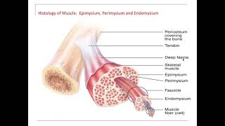 Muscle endomysium perimysium epimysium fascia tendon aponeurosis [upl. by Ttocs]