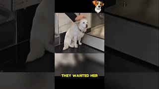 This dog waited for his owner to say goodbye 😭😞 dogs loyalty dogowner shorts petstory saddogs [upl. by Radman126]