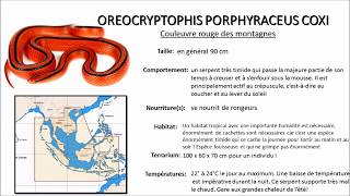 Mini fiche technique oreocryptophis porphyraceus coxi [upl. by Acysej218]