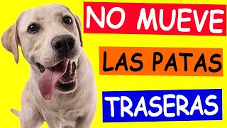 Mi Perro NO PUEDE CAMINAR ¿Qué hago [upl. by Plume722]