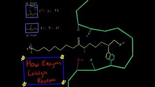 Chymotrypsin Enzyme Mechanism Serine Protease Covalent Catalysis Biochemistry Made Simple [upl. by Alonzo]