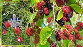 MÛRIER ARBRE D’OMBRAGE AUX FRUITS COMESTIBLES POUR LES PETITS JARDINS Le Quotidien du Jardin N°396 [upl. by Nessy]