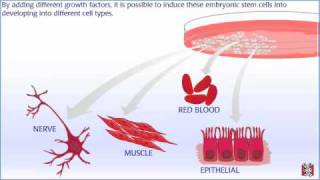 How Embryonic Stem Cell Lines are Made [upl. by Ker]