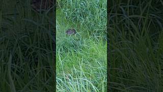 A Muskrat sighting in south burnaby [upl. by Erroll]