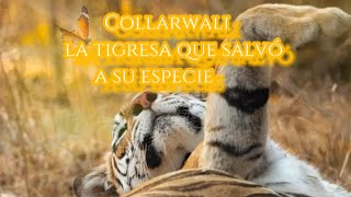 COLLARWALI quotla super mamáquot la tigresa que salvó a su especie 👑 [upl. by Atcliffe806]