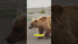 Siberian Tiger vs Grizzly Bear [upl. by Idaf]