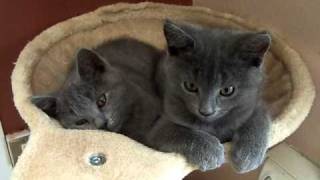 Chatons chartreux de 2 mois [upl. by Hatcher466]