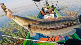 Fun Fishing For Snakehead Fish in Tonle Sap Great Lake of Cambodia [upl. by Aenel600]