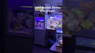 Reef Tank CORAL BANDED SHRIMP Arm Growth reeftank nanoreef [upl. by Wolcott642]