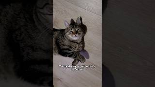 How Cats Choose Their Favorite Person 😺 cat catlover catvideos [upl. by Gibbs208]