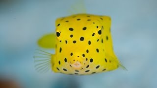 Yellow Spotted Box fish [upl. by Shore367]