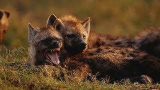 Grandes documentales  Cazadores de África Supervivientes de la llanura [upl. by Nell706]