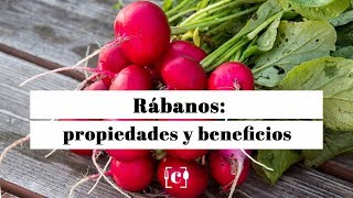 Rábano sus propiedades beneficios y valor nutricional [upl. by Nylle]