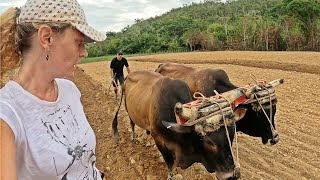 ASÍ ES LA DESCONOCIDA VIDA RURAL EN CUBA ¡INEXPLICABLE 🇨🇺 [upl. by Ecinahc]