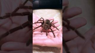 Treat Your Tarantula Right Goliath BirdEater [upl. by Kristof]