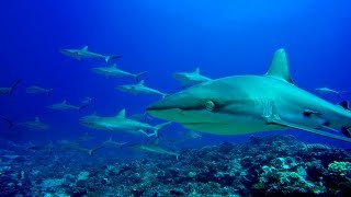 Diving in French Polynesia  Fakarava and Rangiroa  4K [upl. by Lakin63]