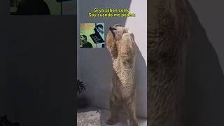 oso polar joteando con música de Chet Baker captado en video 🥵🥵🥵 jazz jazzmemes [upl. by Enisamoht]