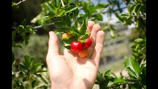 Growing Acerola aka Barbados Cherry From Cuttings [upl. by Vivianna]