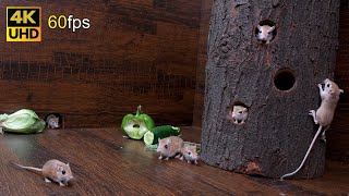 Cat TV mice fun for cats to watch  Adorable mice jerry hole hide amp Seek 8 hour 4k 60fps [upl. by Biel]