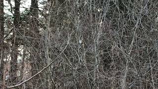 Morning with the birds  featuring darkeyed juncos sparrows cardinals and a gray squirrel [upl. by Karla]