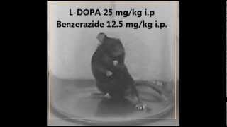 LDopa induced dyskinesia  animal model Parkinsons disease [upl. by Olwena]