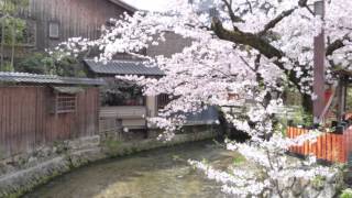 京都の春 祇園白川の桜 20160406 love kyoto [upl. by Viole]