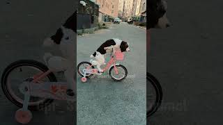 Incredible Dog Cyclist 🐶🐾  Our Jaw  Dropping Reaction shortsanimals shorts dog incredible [upl. by Ivad]