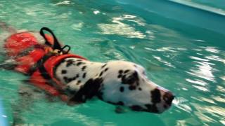 The Dalmatian Solveig  in water for the very first time [upl. by Judie]