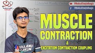 Skeletal muscle contraction physiology in bangla  Excitation contraction coupling [upl. by Azeria]