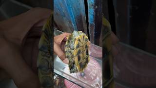 Rude peoples 🤬 animals tortoise turtle chipkli dancing lady robot [upl. by Eldridge]