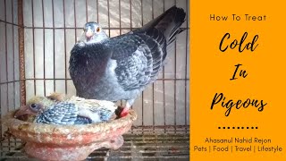 Natural Cold Treatment In Pigeons  How To Treat Cold In Pigeons [upl. by Button]