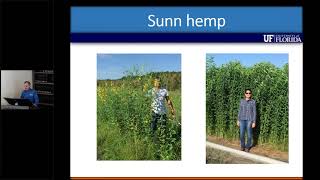 The use of sunn hemp as a cover crop and forage in Florida [upl. by Dailey913]