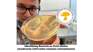 Identifying bacteria on petri dishes mushroom cultivation from spores 36 hour update [upl. by Sutherlan61]