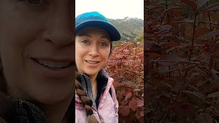 wild highbush cranberry  hatchers pass alaska [upl. by Tnomyar]