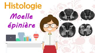 Anatomie  Systématisation du tronc cérébral  cours de 2 ème année médecine [upl. by Scribner78]