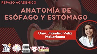 ANATOMIA DE ESOFAGO Y ESTOMAGO [upl. by Andree]