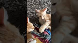 Kucing melawan tirex shortvideo [upl. by Cuthbertson]