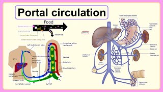 portal circulation [upl. by Tomkiel284]