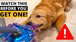 9 Things you MUST KNOW Before Getting a Golden Retriever [upl. by Huang]