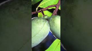 Asiminier trilobé fruit bienêtre santénaturelle food vlog youtube youtubeshorts shorts [upl. by Laddy]