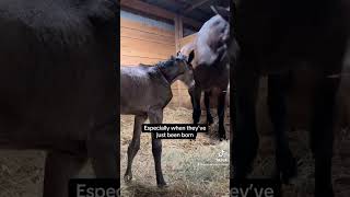 It melts my heart every time 🥰 horse foal mother birth foaling babyhorse equestrian baby [upl. by Annodas]