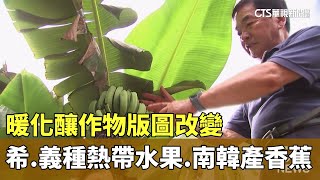 暖化釀作物版圖改變 希義種熱帶水果南韓產香蕉｜華視新聞 20240819 [upl. by Rebba736]