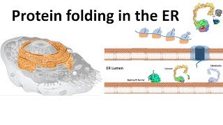 protein folding in the ER [upl. by Iclek396]