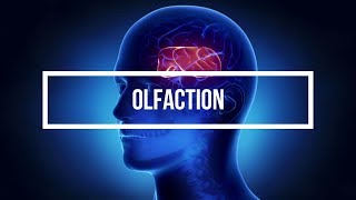 Olfaction [upl. by Anrim]