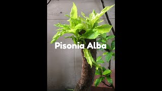 How do you grow Pisonia Alba [upl. by Naellij]